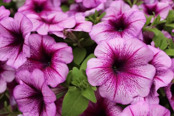 Petunia: significato, leggende e usi magici