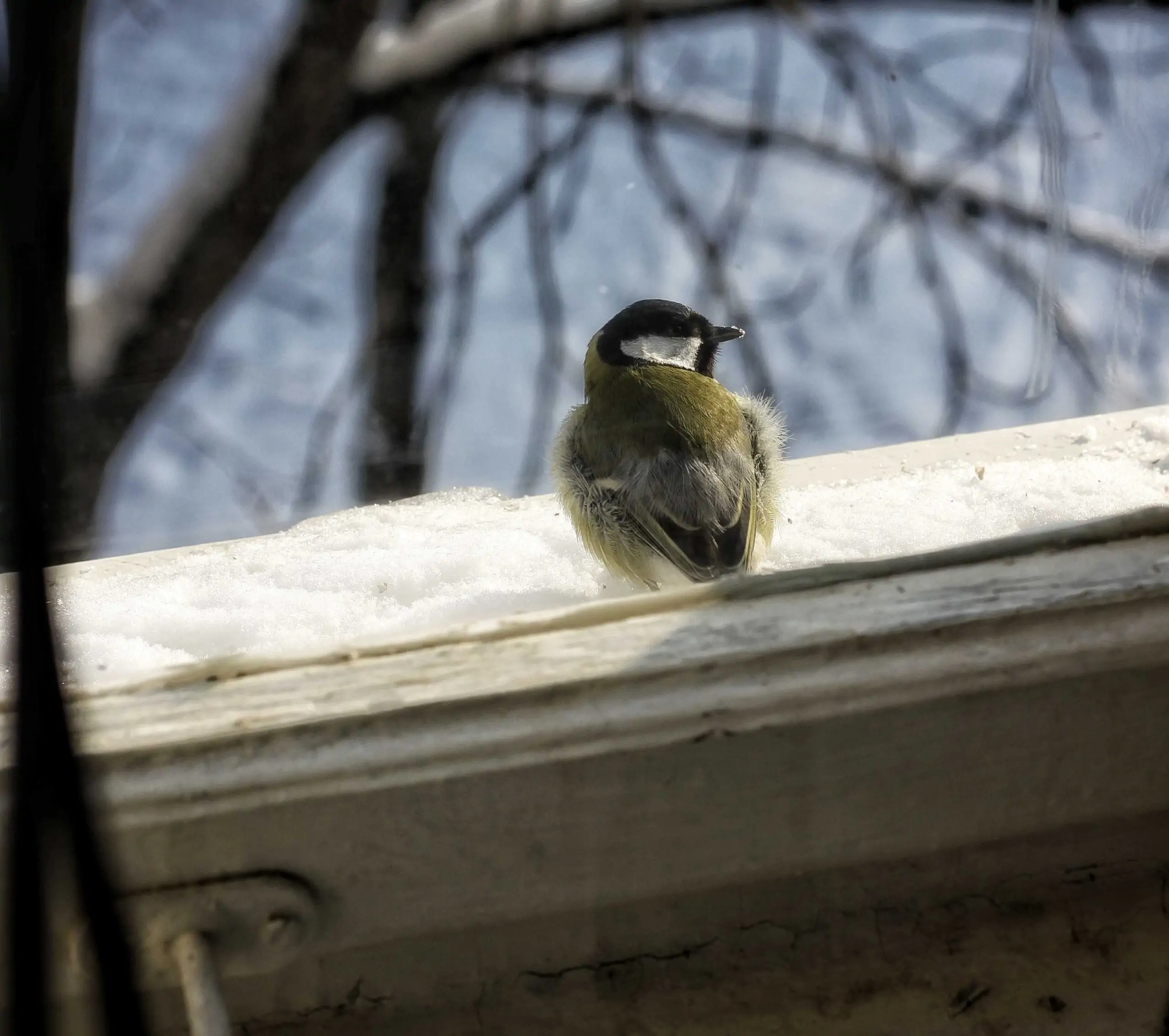 Cosa significa quando un uccellino bussa alla tua finestra?