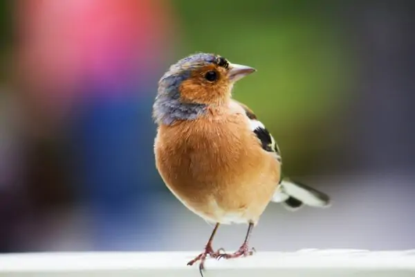 Cosa significa quando un uccellino entra in casa?