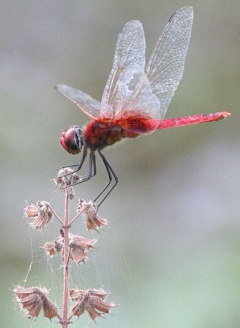 Cosa significa vedere una libellula rossa?