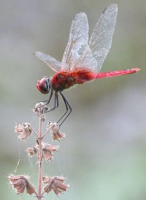 Cosa significa vedere una libellula rossa?