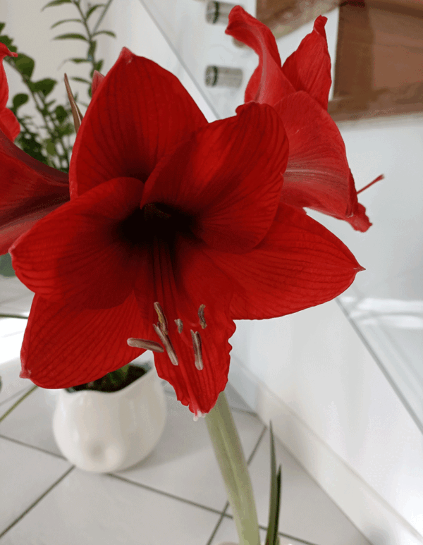 Hippeastrum: la scintillante stella del cavaliere che fiorisce a Natale