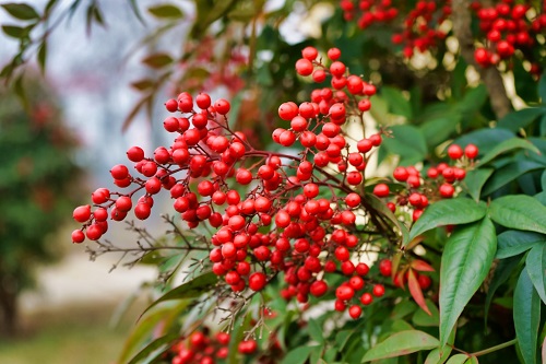 Nandina domestica o bambù celeste: significato simbolico e usi della pianta