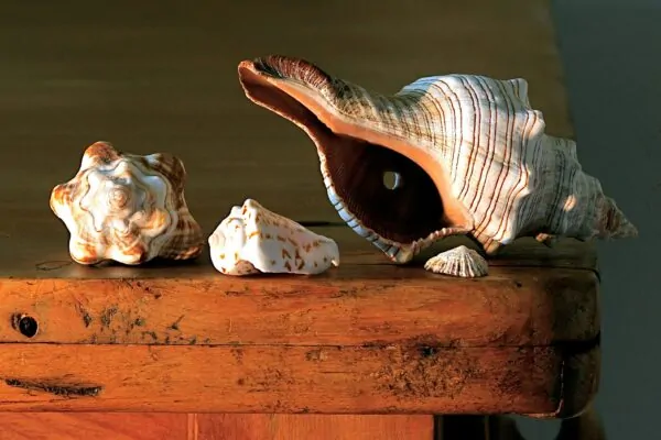 Conchiglie portafortuna: significato e come usarle nel Feng-shui