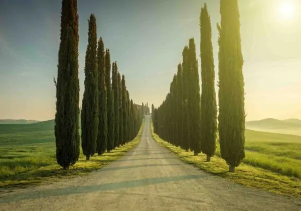 Gli alberi, i fiori dei morti e i ricordi