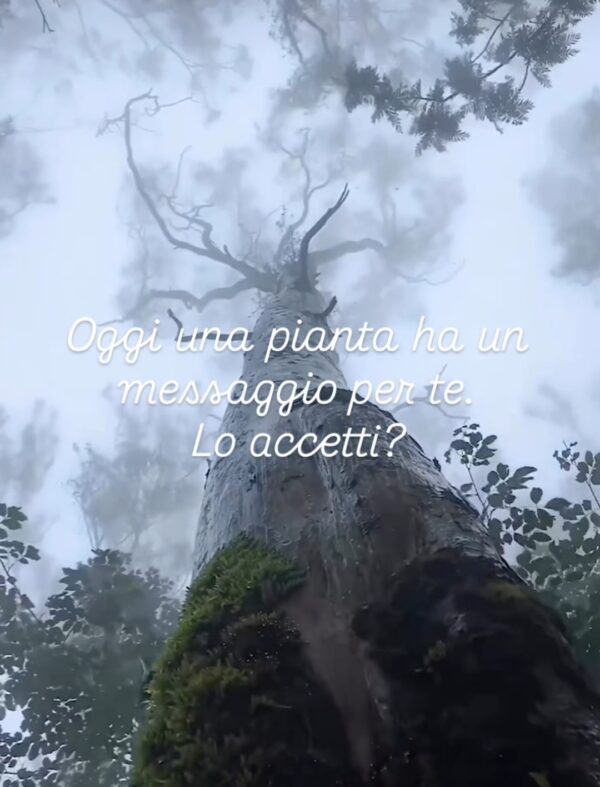 Gioco:  messaggio da un alleato vegetale 05/02/25