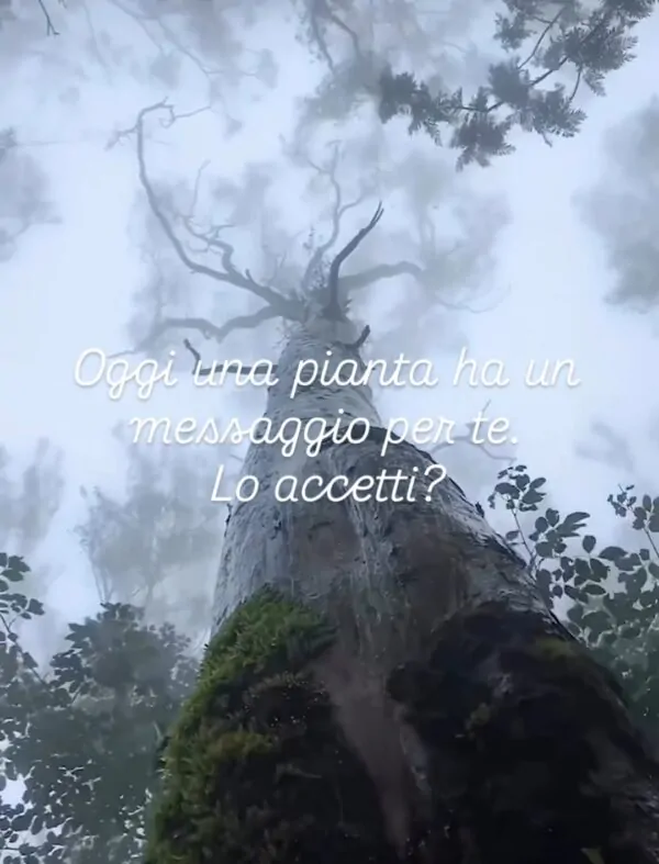 Gioco:  messaggio da un alleato vegetale 05/02/25